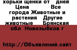 хорьки щенки от 35дней › Цена ­ 4 000 - Все города Животные и растения » Другие животные   . Брянская обл.,Новозыбков г.